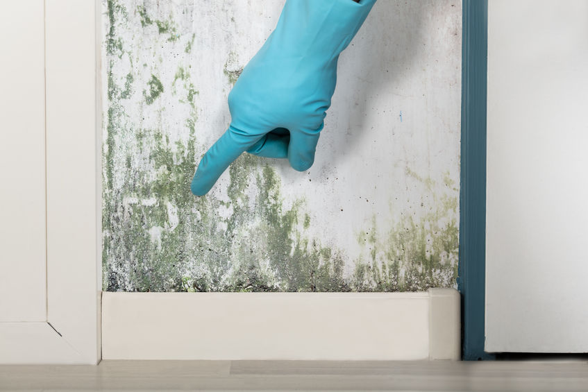 Rubber glove pointing to green mould on wall