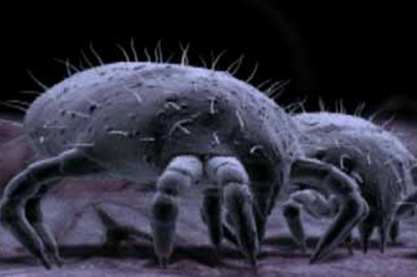 Dust Mites Crawling on ground