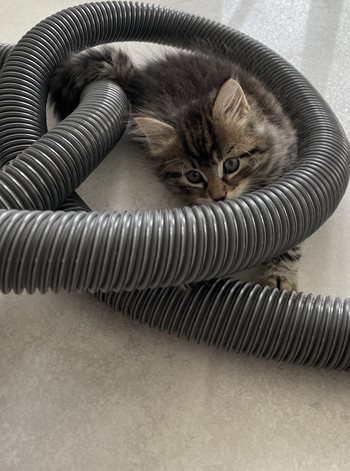 @countryhomeni-grey-cat-with-Beam-Central-Vacuum-Hose
