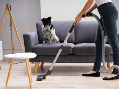 Woman vacuuming around dog on sofa